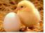 Ψυχική Υγεία: Κοτόπουλα και Αυγά