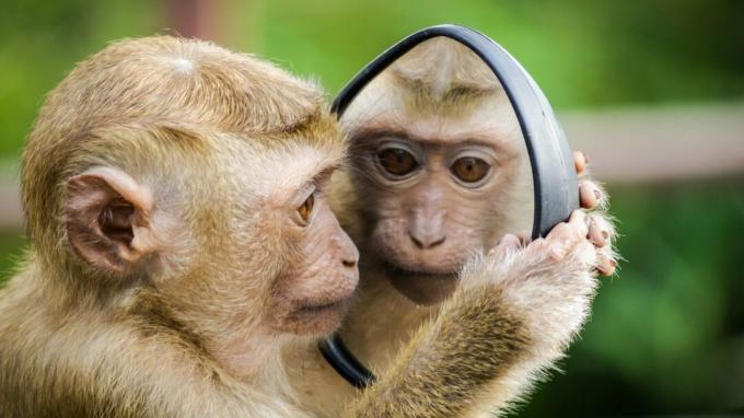 Μαϊμού κοιτάζει στον καθρέφτη