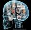 Η σχιζοφρένεια και ο κοινωνικός εγκέφαλος: Γιατί έχει σημασία